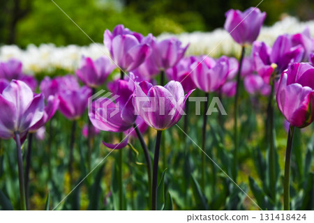 Elegant purple Tulipa Negrita style tulips in full spring bloom stand tall in a sunny garden with soft green background and vibrant natural light. Elegant purple Tulipa Negrita style tulips in full spring bloom stand tall in a sunny garden with soft green background and vibrant natural light. 131418424