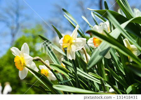 White daffodils with orange centers blooming against blue sky, fresh spring flowers with bright petals and green leaves in sunlight. 131418431
