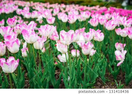 Ruffled parrot tulips Silver Parrot with silvery pink petals edged creamy white, variegated foliage, in garden bed with rich background light. 131418436