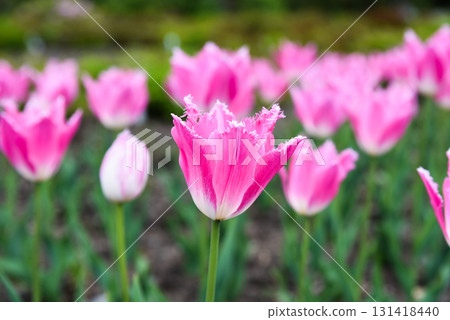 Close view of pink fringed tulip Fancy Frills also known as Dallas, white feathered edges and green foliage create elegant spring garden detail. Close view of pink fringed tulip Fancy Frills also known as Dallas, white feathered edges and green foliage create elegant spring garden detail. 131418440