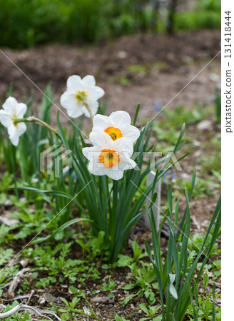White daffodil flowers with orange centers blooming in the garden, surrounded by fresh green leaves and spring soil background in daylight. White daffodil flowers with orange centers blooming in the garden, surrounded by fresh green leaves and spring soil background in daylight. 131418444