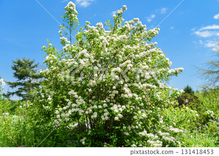Blooming Spiraea chamaedryfolia shrub with white flowers in a spring garden under clear blue sky, full of fresh green foliage. Blooming Spiraea chamaedryfolia shrub with white flowers in a spring garden under clear blue sky, full of fresh green foliage. 131418453