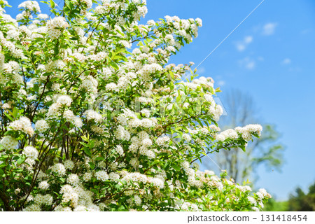 Blooming Spiraea chamaedryfolia shrub with white flowers and green foliage against clear blue sky, capturing the fresh beauty of spring and summer. Blooming Spiraea chamaedryfolia shrub with white flowers and green foliage against clear blue sky, capturing the fresh beauty of spring and summer. 131418454