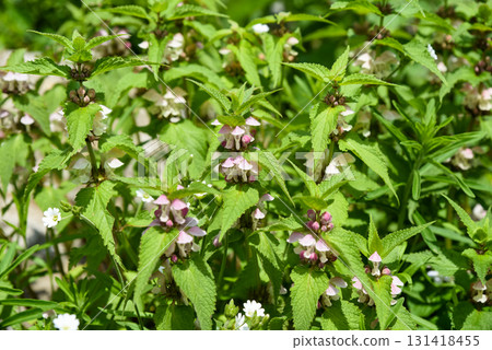 Pink and white Lamium flowers with green serrated leaves growing in the garden, close up of blooming wild nettle in natural sunlight. Pink and white Lamium flowers with green serrated leaves growing in the garden, close up of blooming wild nettle in natural sunlight. 131418455