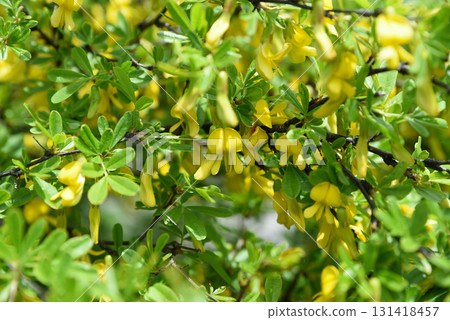 Close up of Caragana arborescens ussuriensis Siberian Peashrub with bright yellow pea shaped flowers and lush green leaves in sunny spring garden Close up of Caragana arborescens ussuriensis Siberian Peashrub with bright yellow pea shaped flowers and lush green leaves in sunny spring garden 131418457