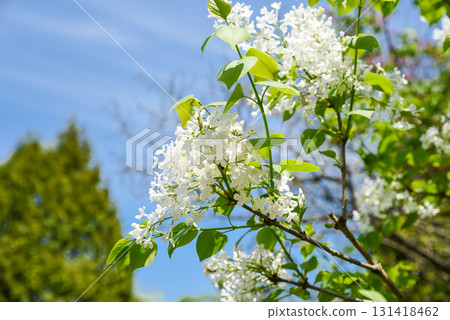 White lilac blossoms in full bloom against blue spring sky, bright green leaves and fragrant clusters create a serene seasonal garden scene. 131418462