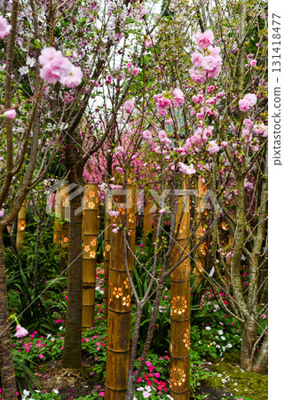 Asian-style garden with blooming cherry blossoms, bamboo lanterns, and colorful ground flowers creating a peaceful spring scene. Asian-style garden with blooming cherry blossoms, bamboo lanterns, and colorful ground flowers creating a peaceful spring scene. 131418477