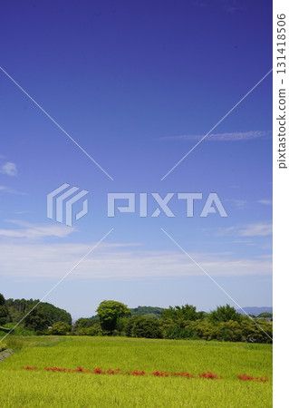 Asukaji - A landscape of cluster amaryllis growing along the rice field 131418506