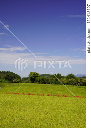 Asukaji - A landscape of cluster amaryllis growing along the rice field 131418507
