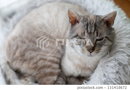 A cute cat relaxing on a cushion: Siamese tabby cat 131418672