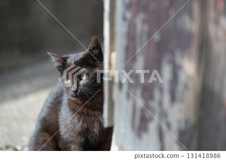 Cute kitten gazing from the shadows 131418986