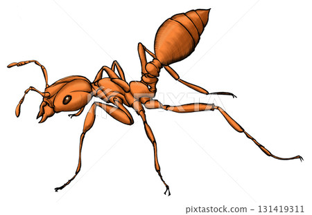 Illustration drawings of red ant on white background 131419311