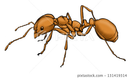 Illustration drawings of red ant on transparent background 131419314