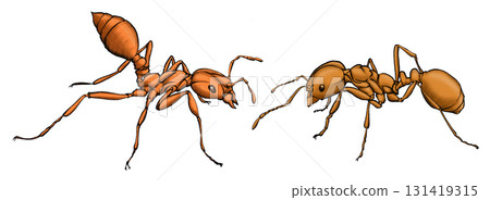 Illustration drawings of Fighting ants Illustration drawings of Fighting ants 131419315
