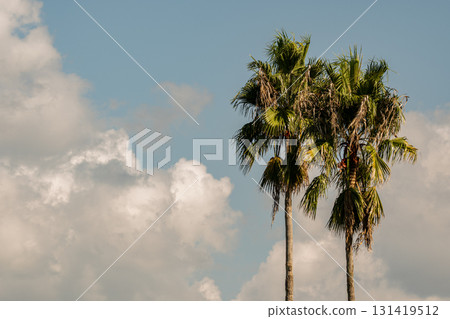 palm tree towering against the blue sky palm tree towering against the blue sky 131419512
