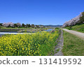 Walking along the Kamo River in Kyoto City in spring when rape blossoms and cherry blossoms bloom 131419592