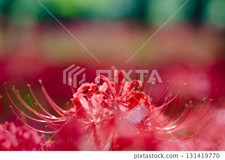 The soft foreground blur, floating in a red haze, envelops the flowers in a fantastical way. 131419770