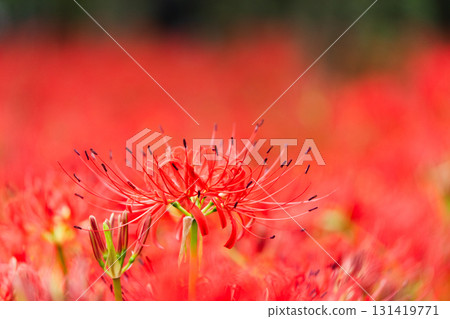 火紅的孤獨:在一片紅色的海洋中,紅花靜靜地佔據著中心位置。 火紅的孤獨:在一片紅色的海洋中,紅花靜靜地佔據著中心位置。 131419771