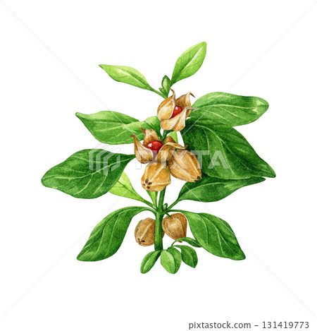 Ashwagandha plant watercolor painted illustration. Withania somnifera adaptogenic medicinal plant isolated on white background. Ashwagandha ayurveda herb stem with leaves, flowers and berries Ashwagandha plant watercolor painted illustration. Withania somnifera adaptogenic medicinal plant isolated on white background. Ashwagandha ayurveda herb stem with leaves, flowers and berries 131419773