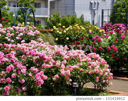 廣尾防災公園（市川市）花卉廣場（玫瑰園） 131419912