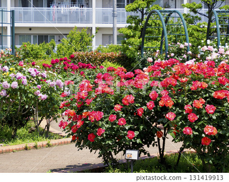 Hiroo Disaster Prevention Park (Ichikawa City) Flower Square (Rose Garden) Hiroo Disaster Prevention Park (Ichikawa City) Flower Square (Rose Garden) 131419913
