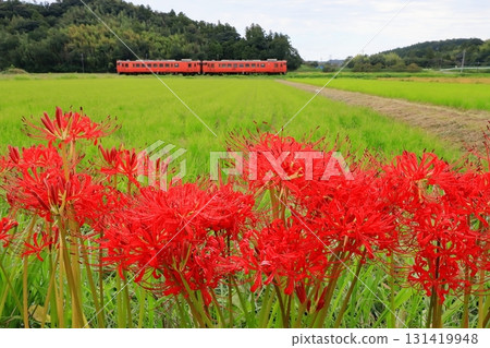 小湊鐵道“盛開的紅花和懷舊的火車的田園風光” 小湊鐵道“盛開的紅花和懷舊的火車的田園風光” 131419948
