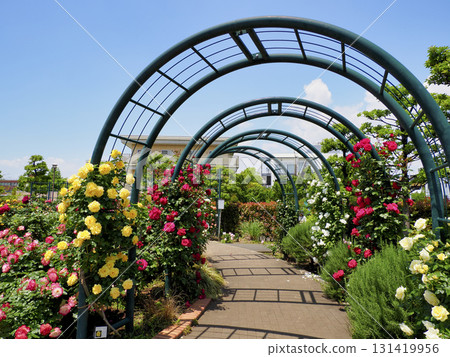 廣尾防災公園（市川市）花卉廣場（玫瑰園） 131419956