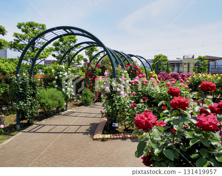 廣尾防災公園（市川市）花卉廣場（玫瑰園） 131419957