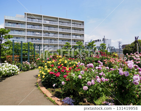 廣尾防災公園（市川市）花卉廣場（玫瑰園） 131419958