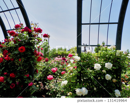 Hiroo Disaster Prevention Park (Ichikawa City) Flower Square (Rose Garden) 131419964