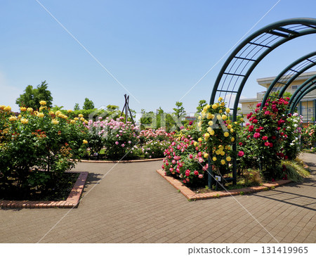 廣尾防災公園（市川市）花卉廣場（玫瑰園） 131419965