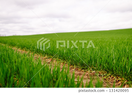 Green wheat growing in the fields. ?oncept of agriculture, ecology, gardening. Field of green grass. 131420095