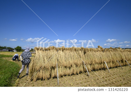 Rural scenery: Natural drying of rice, Kodakake. Delicious rice. 131420220
