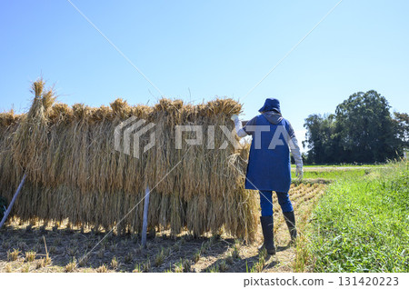 Rural scenery: Natural drying of rice, Kodakake. Delicious rice. 131420223