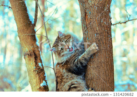 A cat climbs a tree trunk in a winter forest 131420682