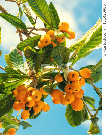 Eriobotrya japonica tree (medlar) with ripe orange fruits against blue sky Eriobotrya japonica tree (medlar) with ripe orange fruits against blue sky 131420699