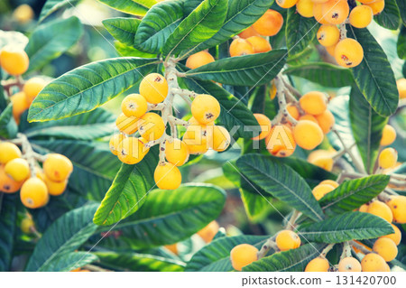 Eriobotrya japonica tree (medlar) with ripe orange fruits 131420700