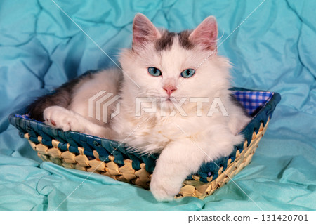Portrait of a cute white kitten in a basket on a blue blanket Portrait of a cute white kitten in a basket on a blue blanket 131420701