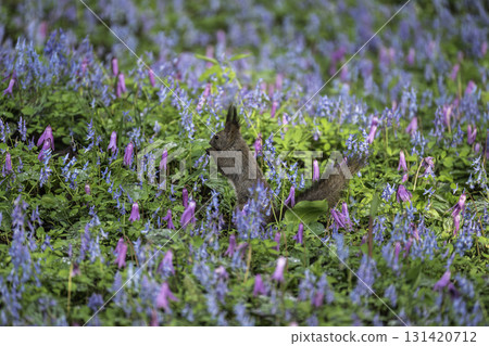 Catakli and Ezoengosaku and Ezoris 131420712