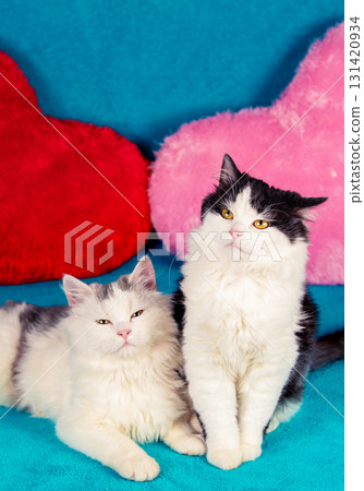 Two cute kittens lying next to two big red cartoon hearts on a blue blanket 131420934