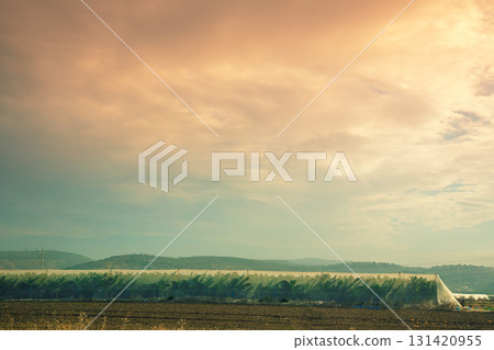 Banana plantation on a sunny day. Tropical landscape Banana plantation on a sunny day. Tropical landscape 131420955
