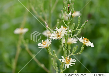 Akinonogeshi Akinonogeshi 131420982