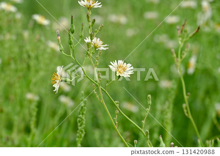 Akinonogeshi 131420988