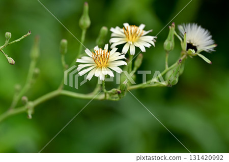 Akinonogi Akinonogi 131420992