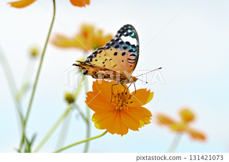 Female of Zuma Giuna Female of Zuma Giuna 131421073