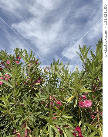 closeup Pink Oleander Flowers with Green Leaves Under Blue Sky on Sunny Summer Day closeup Pink Oleander Flowers with Green Leaves Under Blue Sky on Sunny Summer Day 131421100