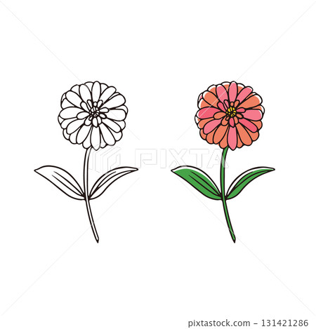 百日菊切花插圖 百日菊切花插圖 131421286