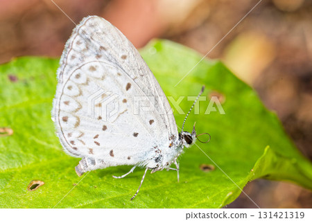 一隻藍色蝴蝶停在一片葉子上 一隻藍色蝴蝶停在一片葉子上 131421319