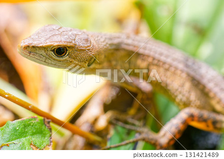 A Japanese grass lizard notices us 131421489
