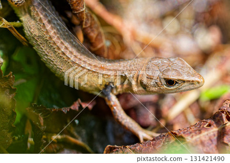 Japanese grass lizard walking on fallen leaves Japanese grass lizard walking on fallen leaves 131421490